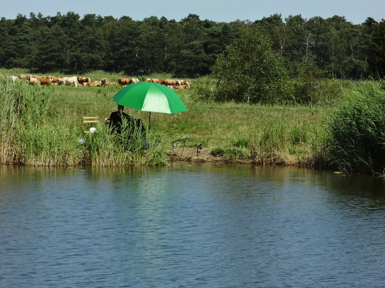 screen green bodden free photo