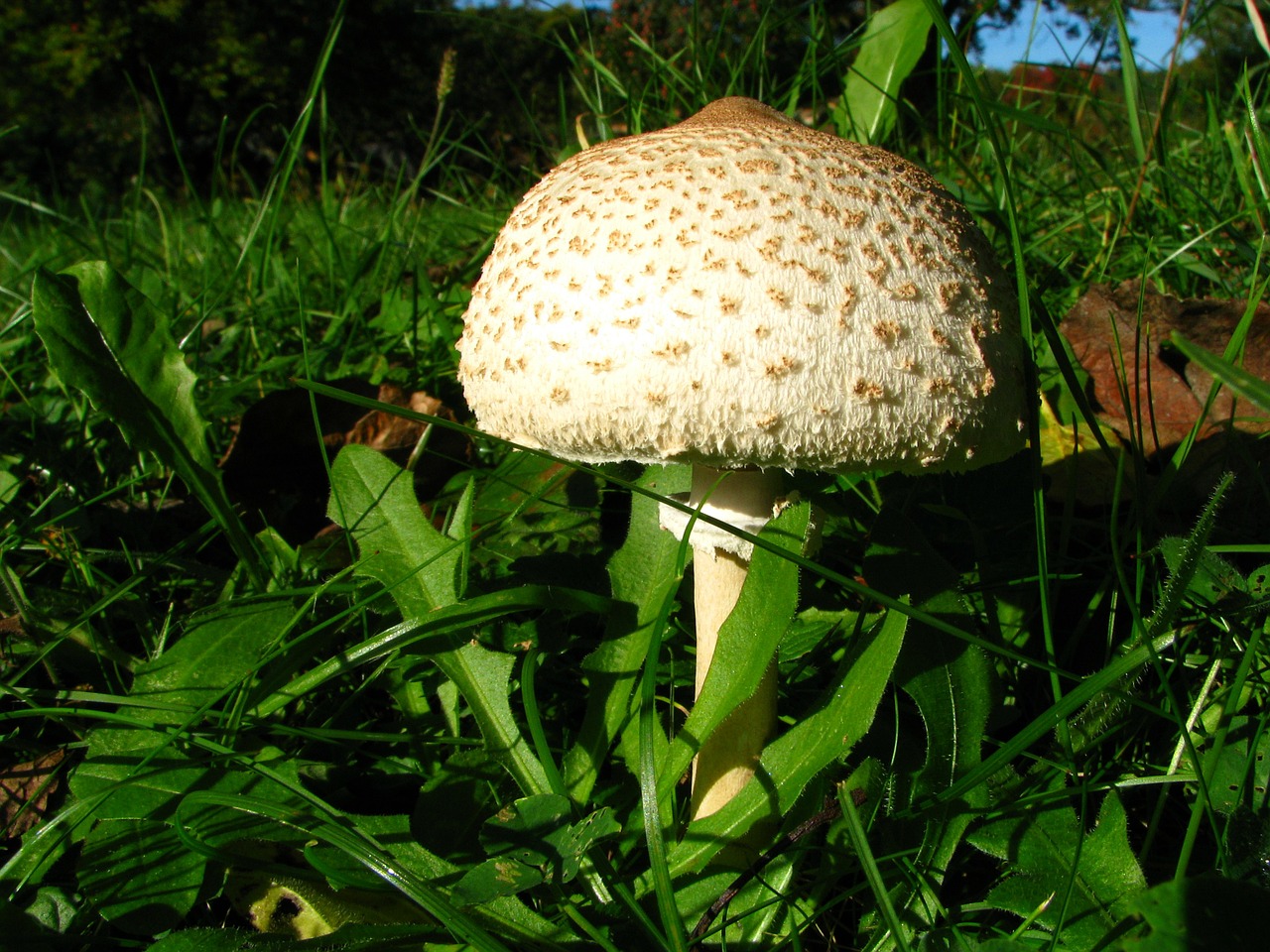 screen fungus mushroom parasol free photo