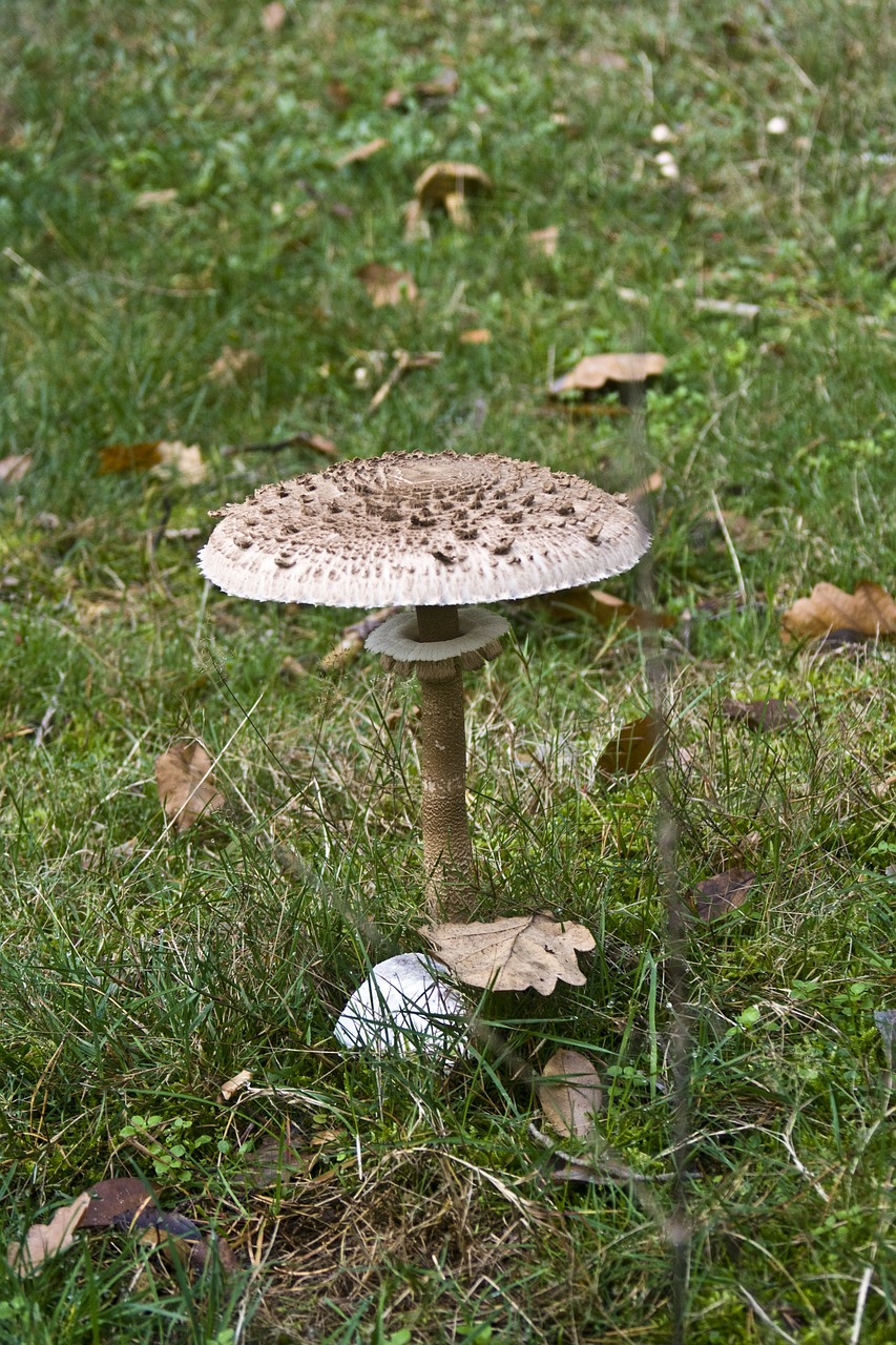 screen fungus mushrooms forest free photo