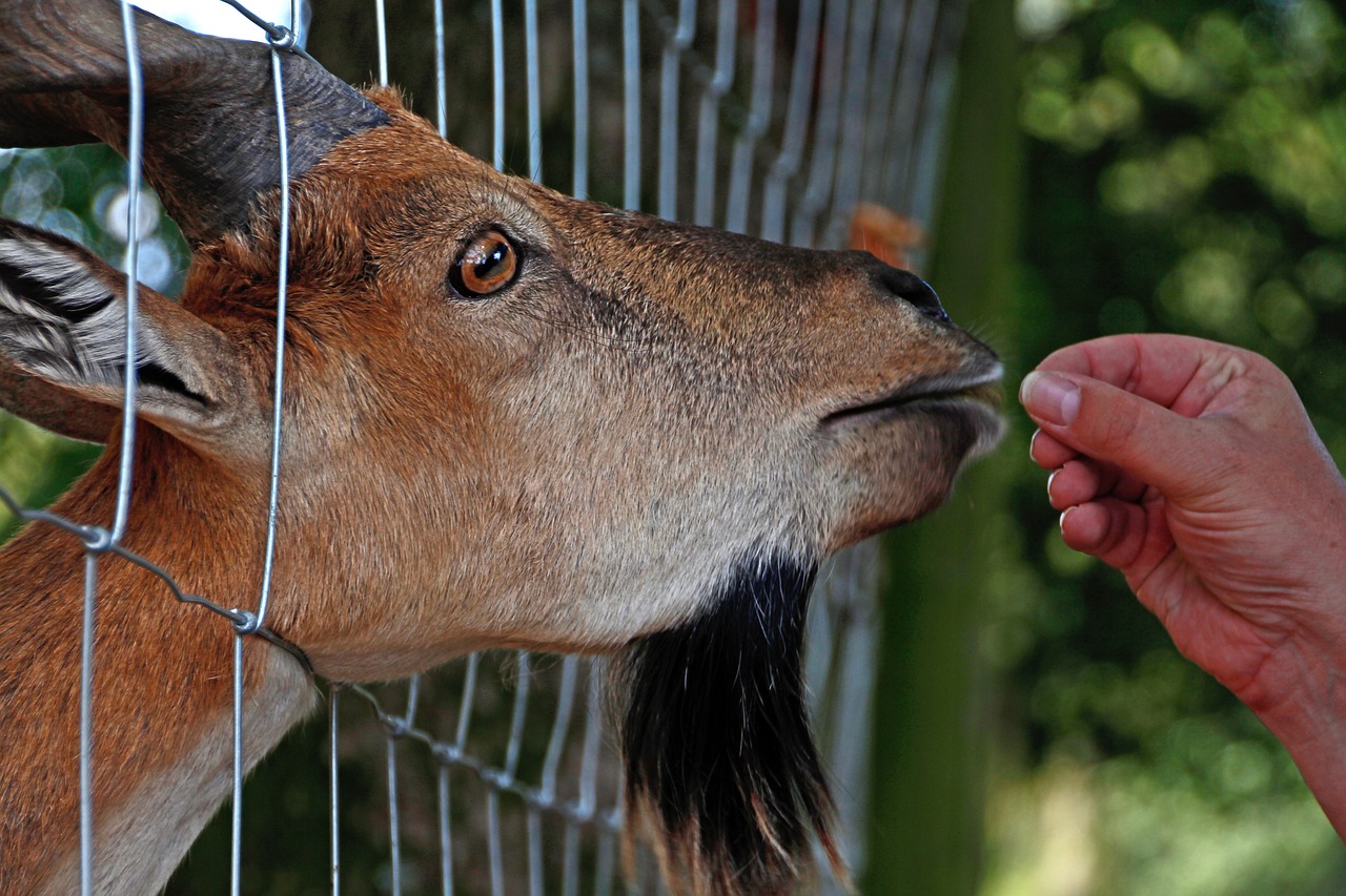 screw a goat  goat  feeding free photo