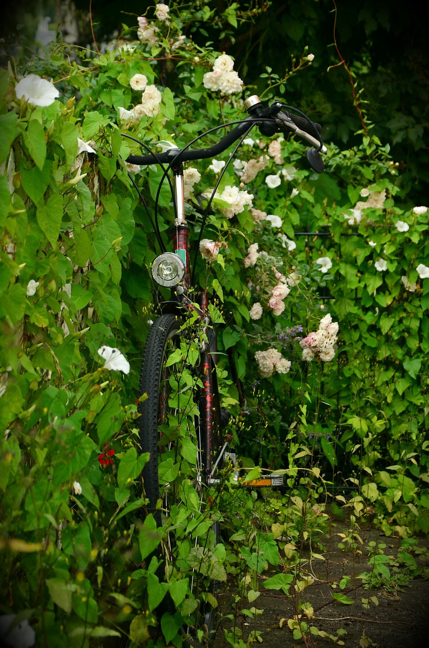 scrub overgrown bike free photo