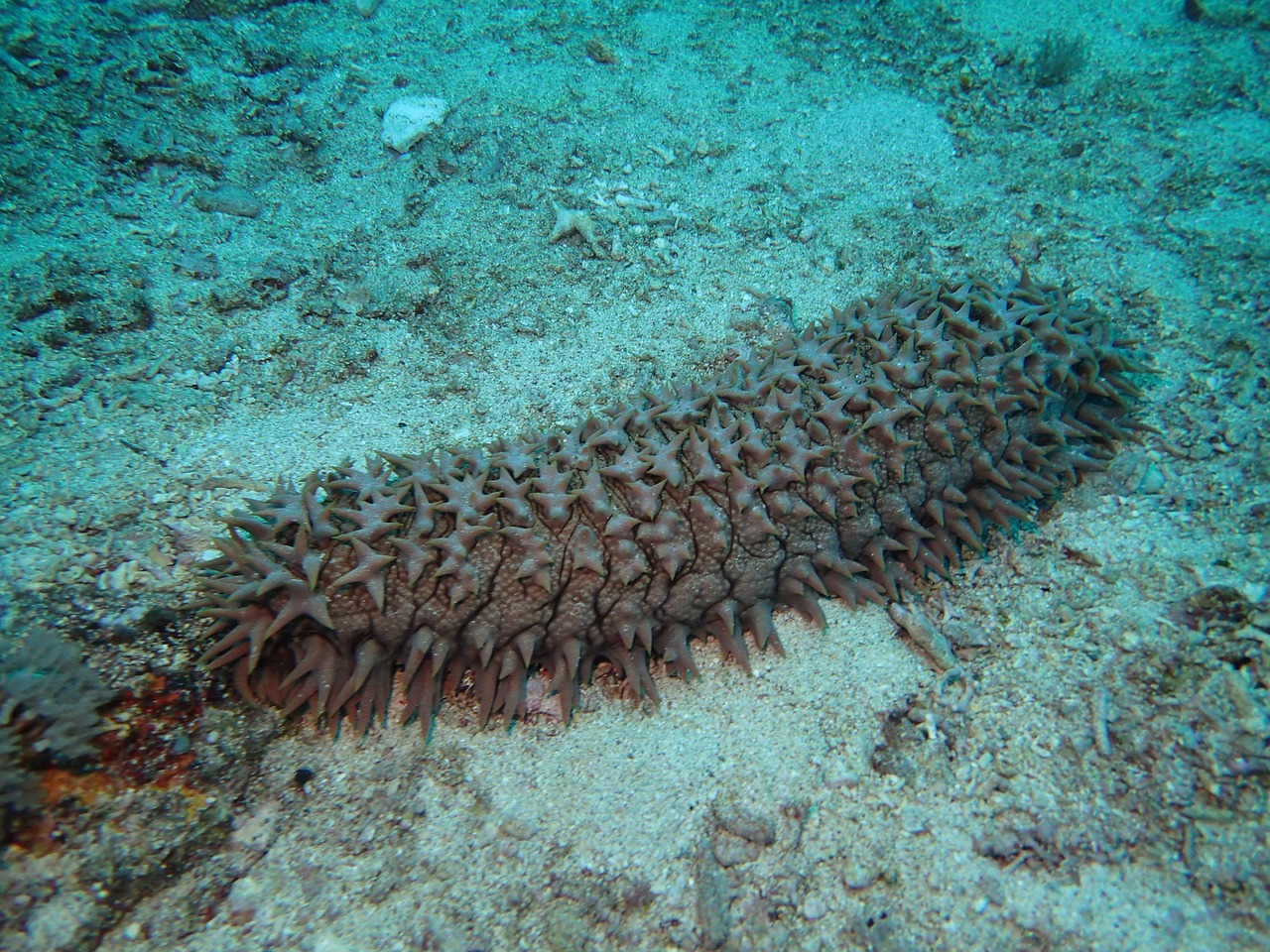 scuba corals diving free photo