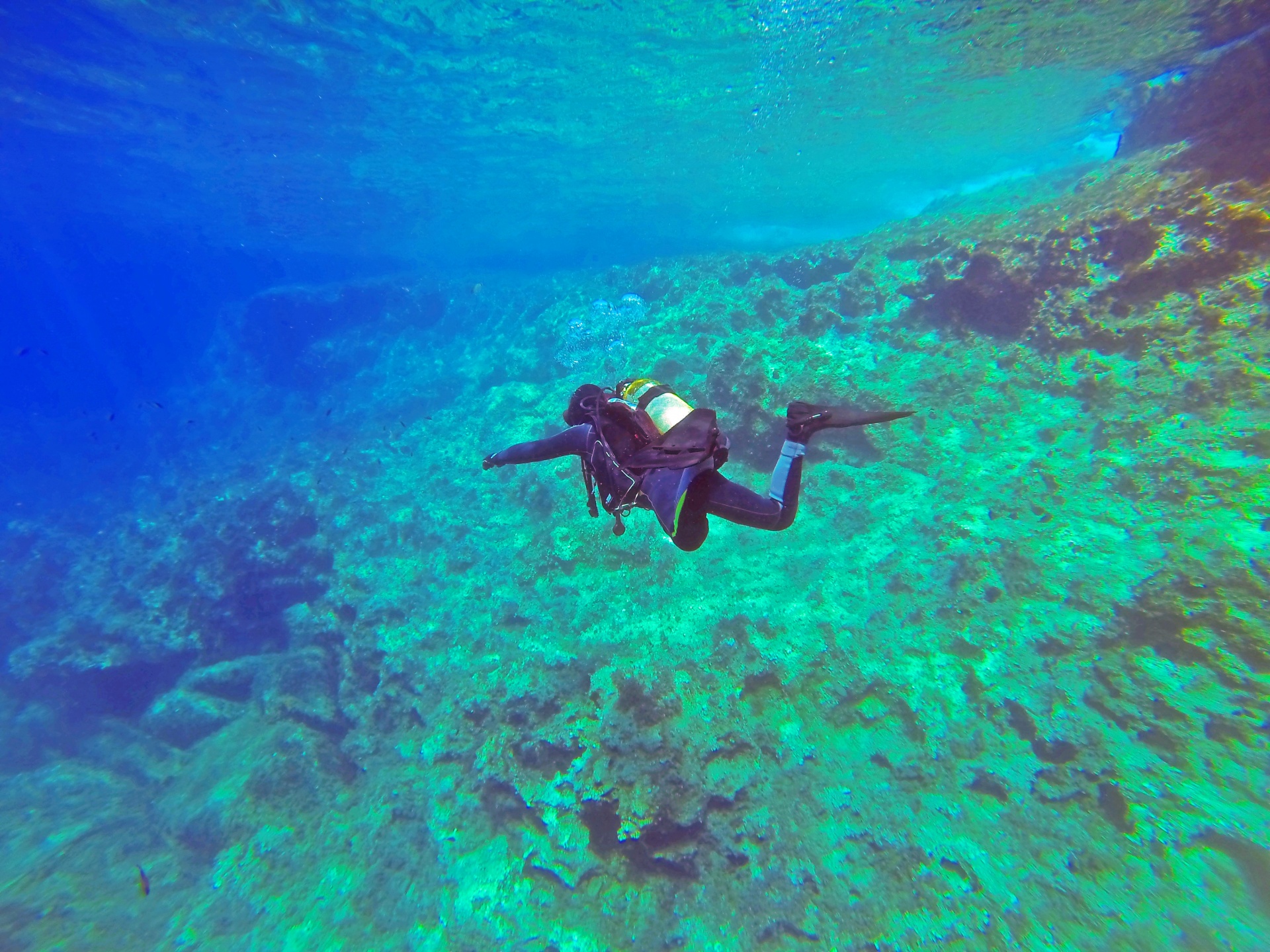 scuba diver scuba diver free photo