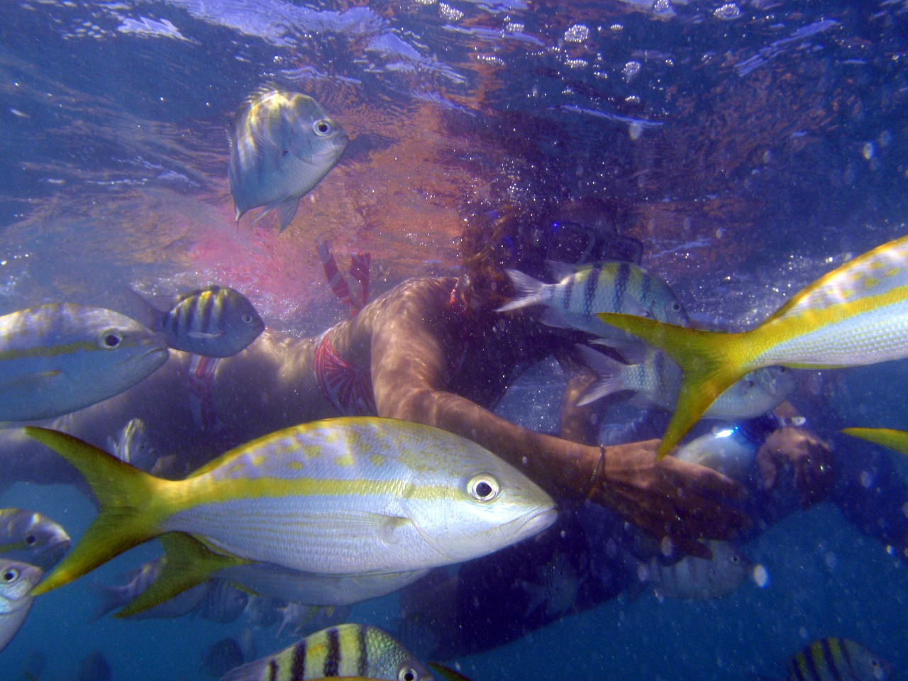 scuba diving cuba apnea free photo