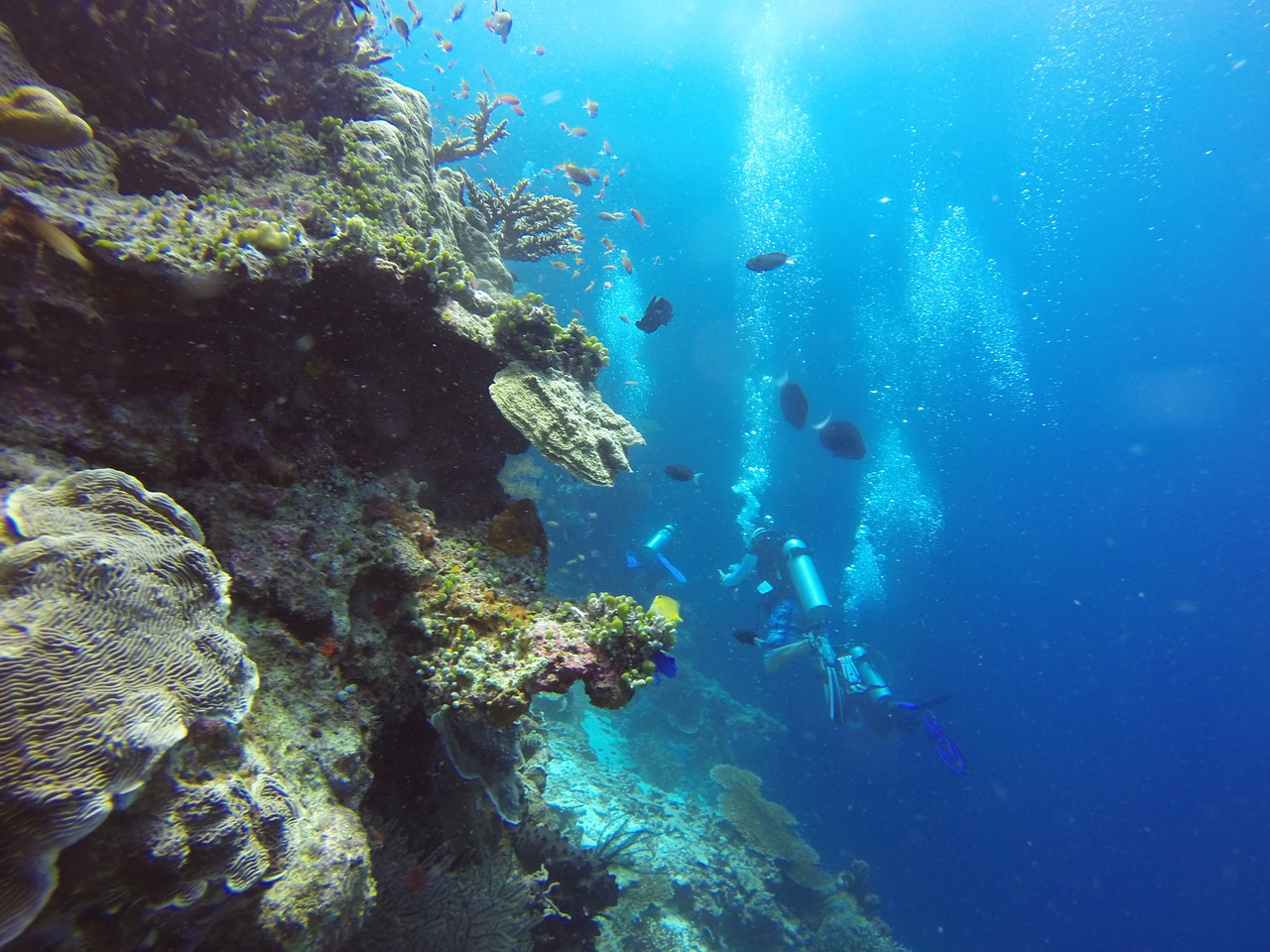 scuba diving scuba diving free photo