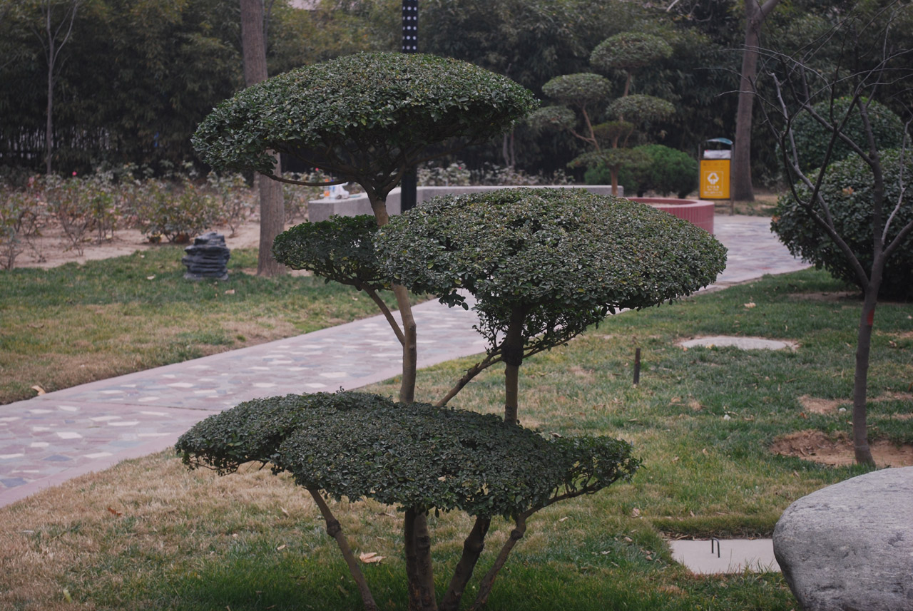 tree sculpted bonsai free photo