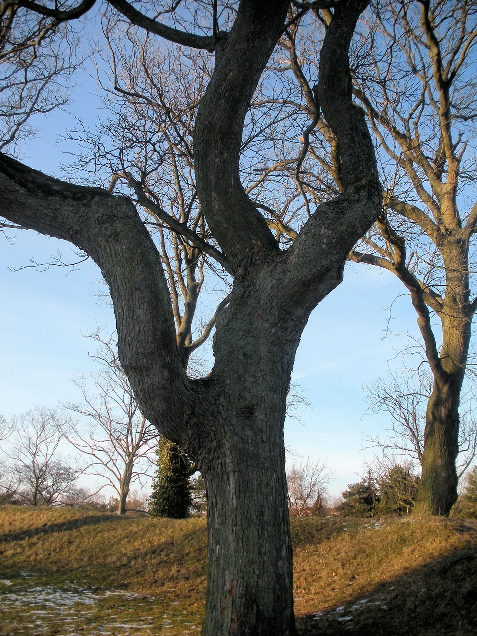 sculptural tree organic free photo