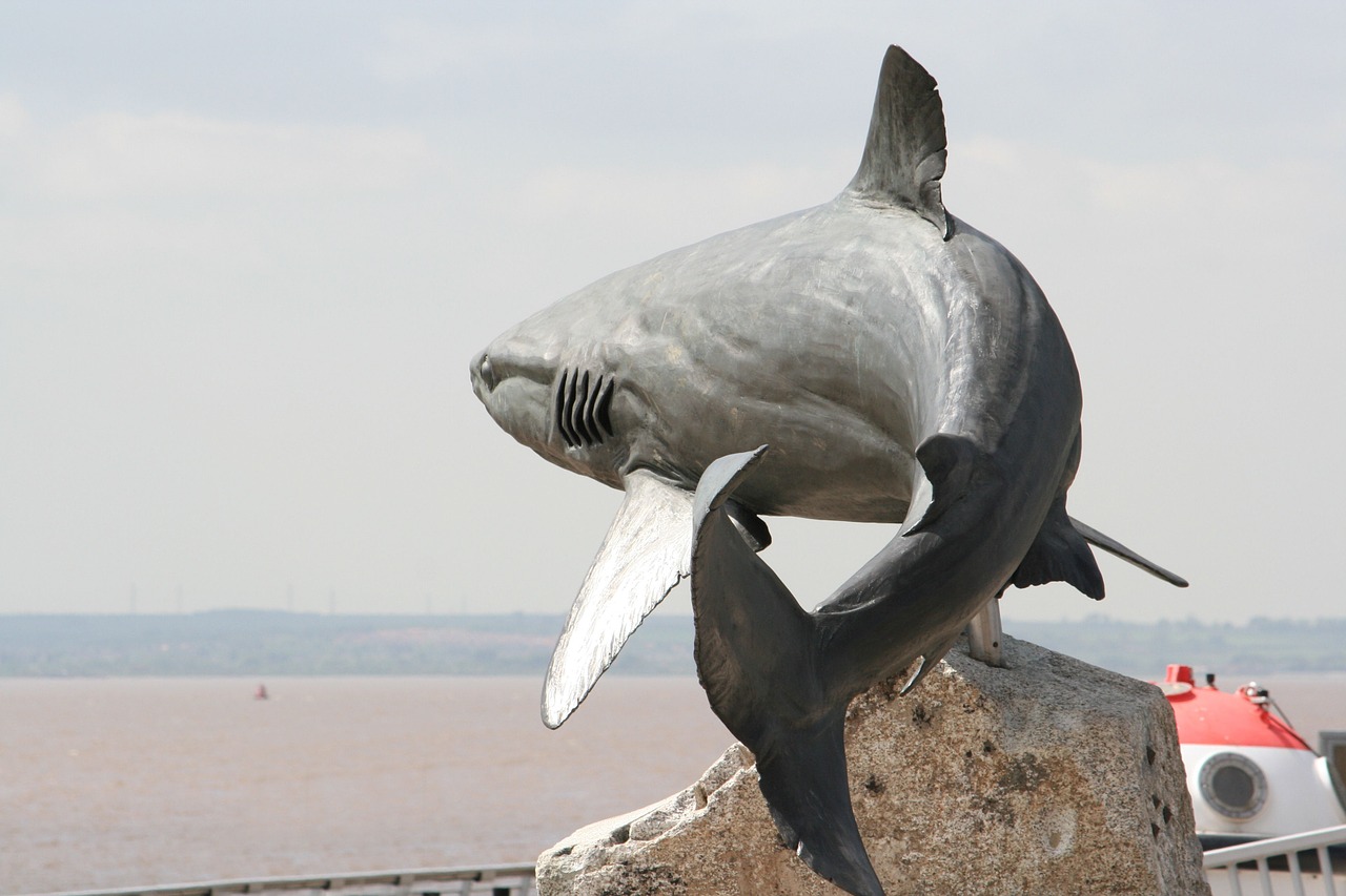 grey reef shark sculpture shark free photo