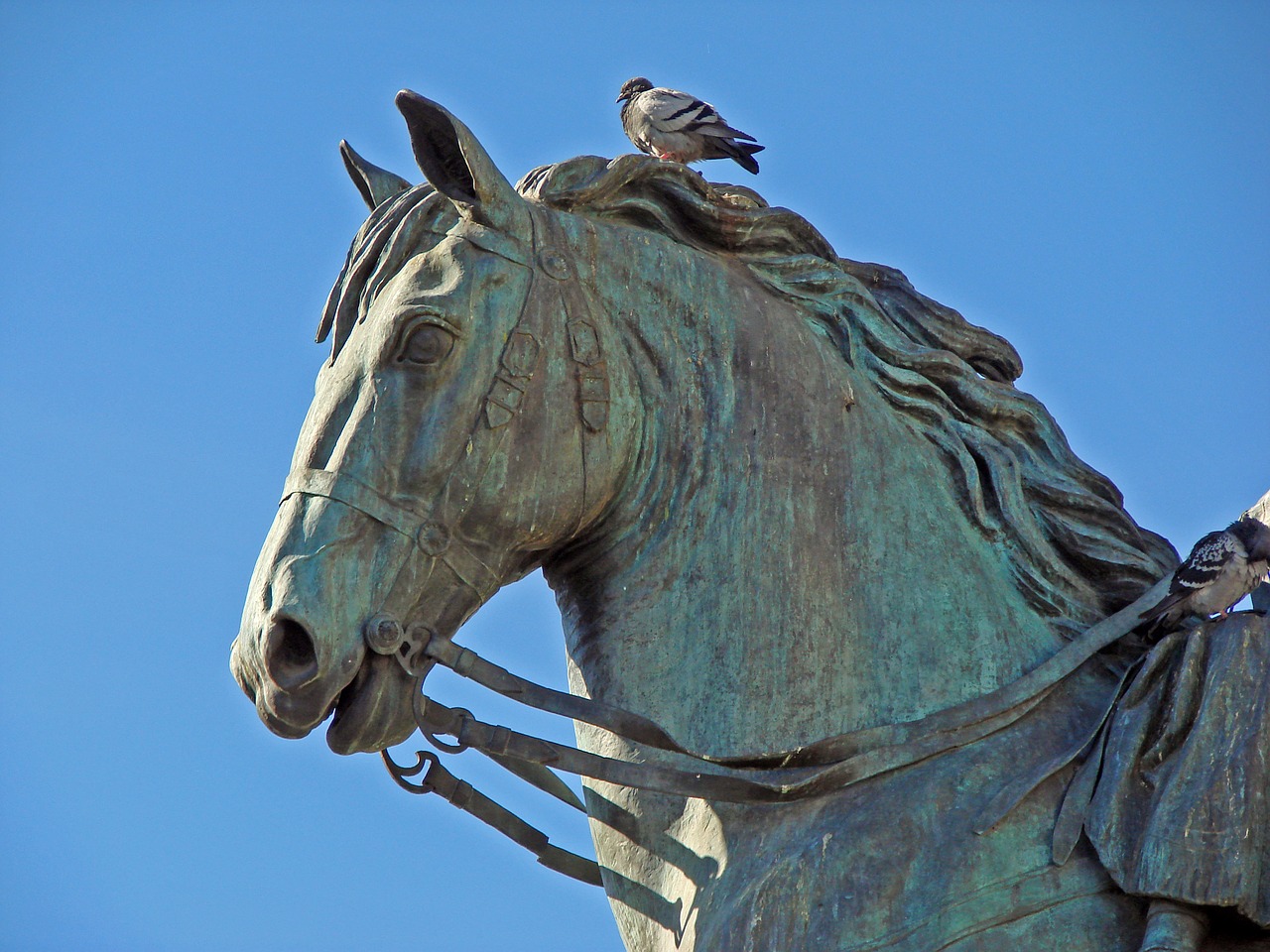 sculpture  horse  paloma free photo