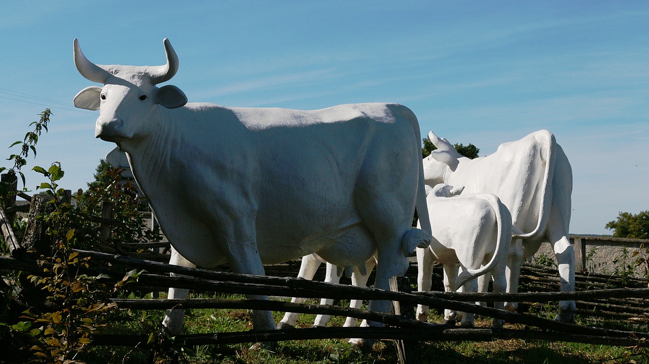 sculpture cows white free photo