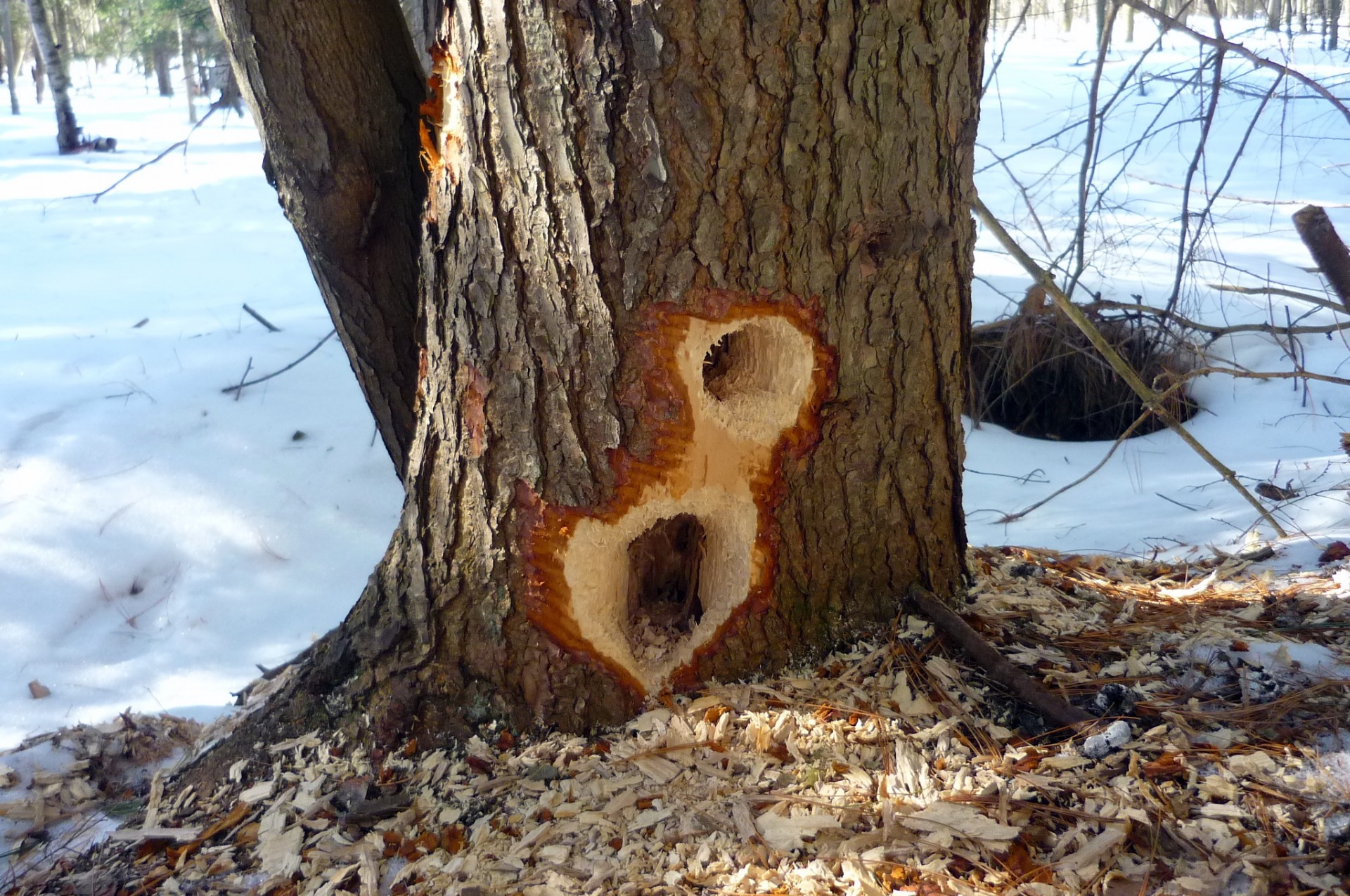 tree hollow animal free photo