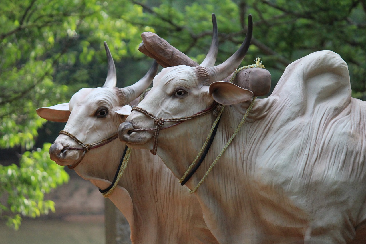 brahma cattle sculptures free photo