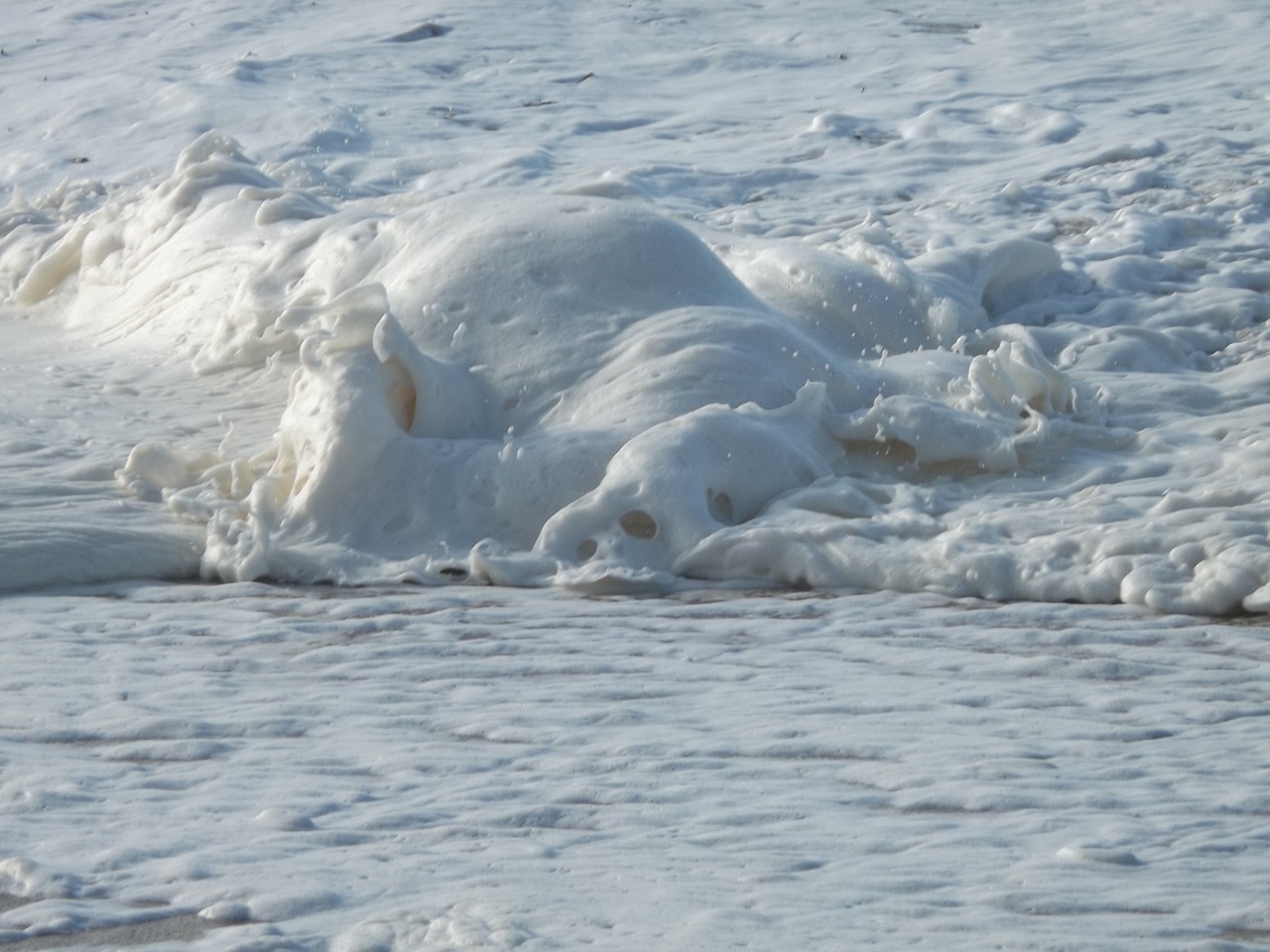 scum beach ocean free photo