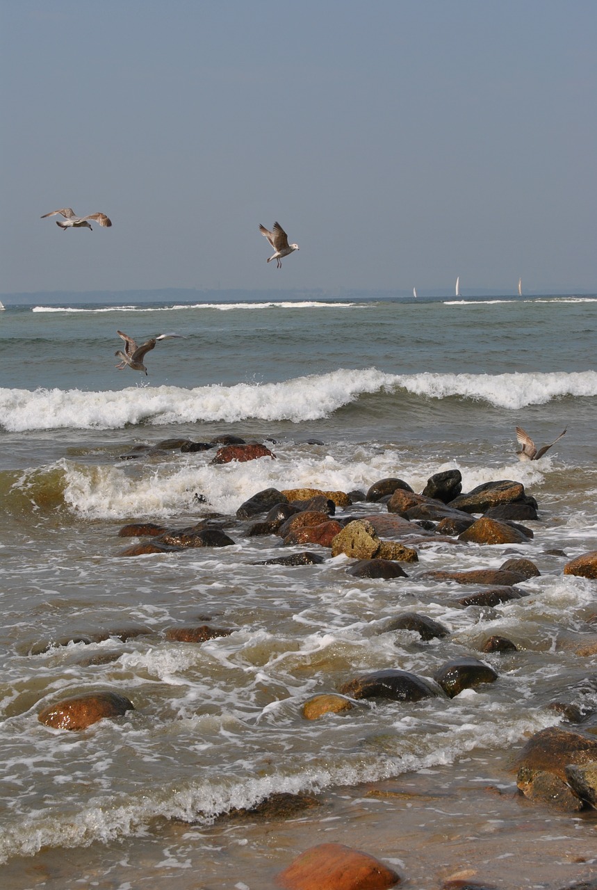 sea beach seagull free photo