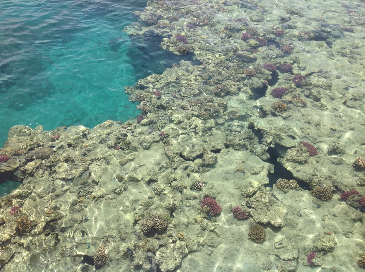 sea barrier reef corals free photo