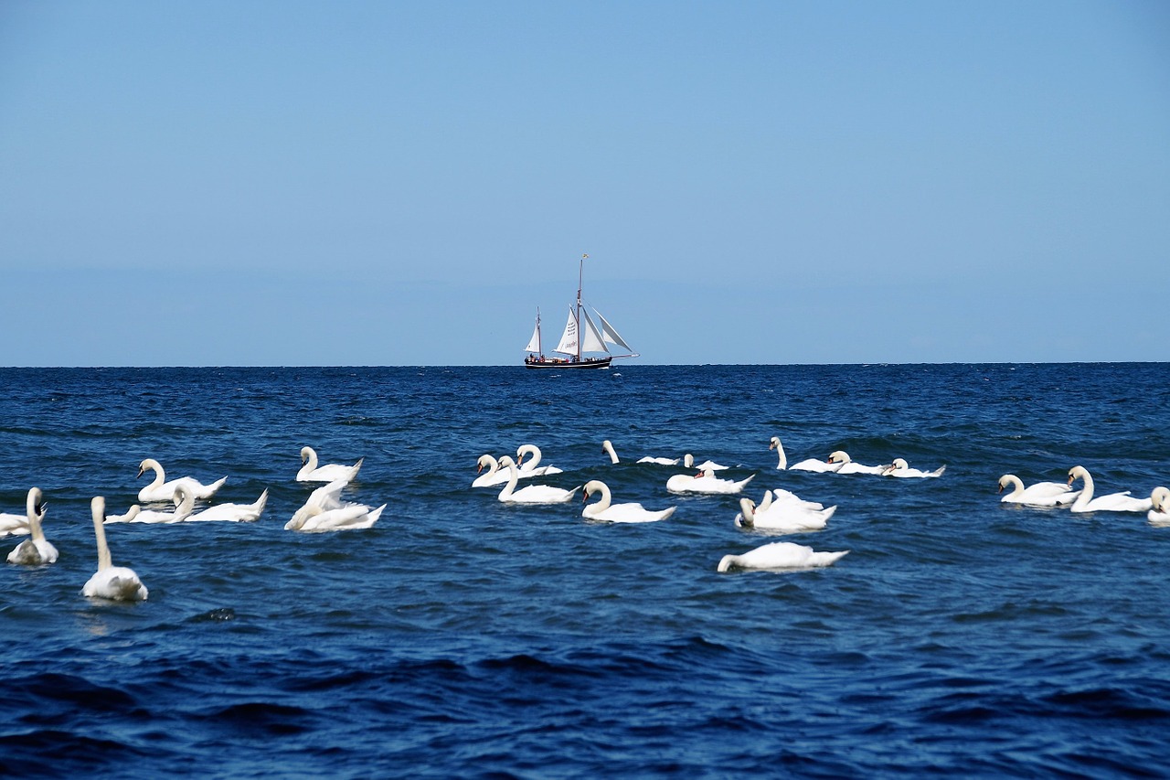 sea sailing boat swans free photo
