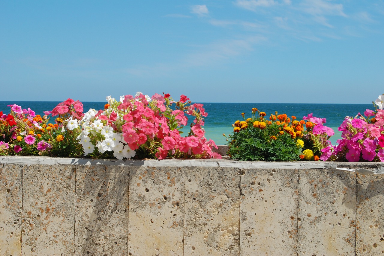 sea color flowers free photo