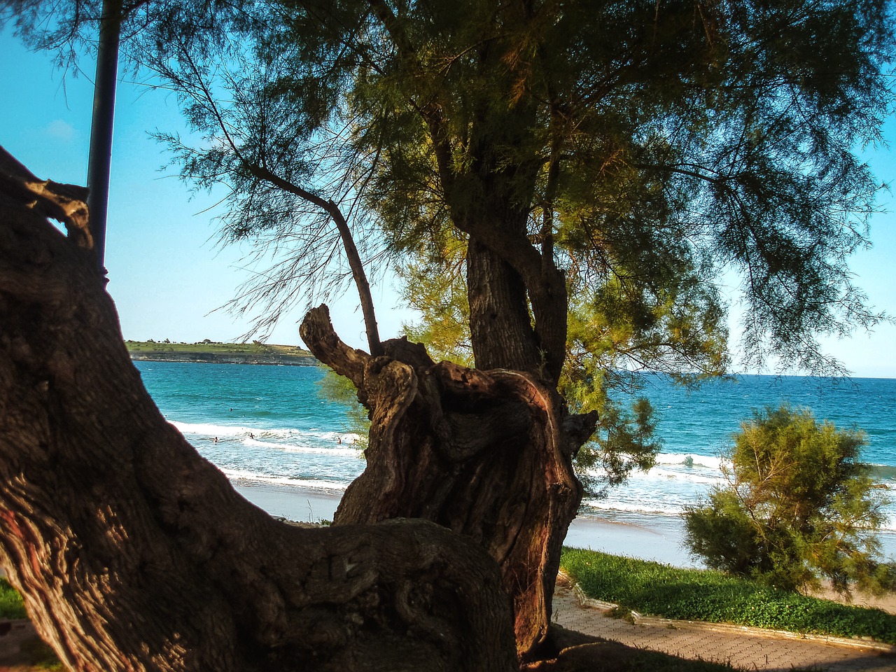 sea tree landscapes free photo