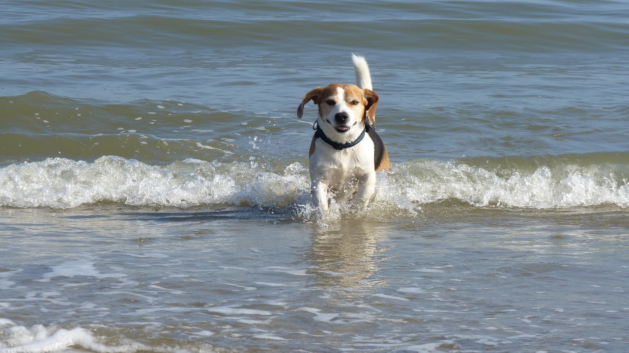 sea water dog free photo