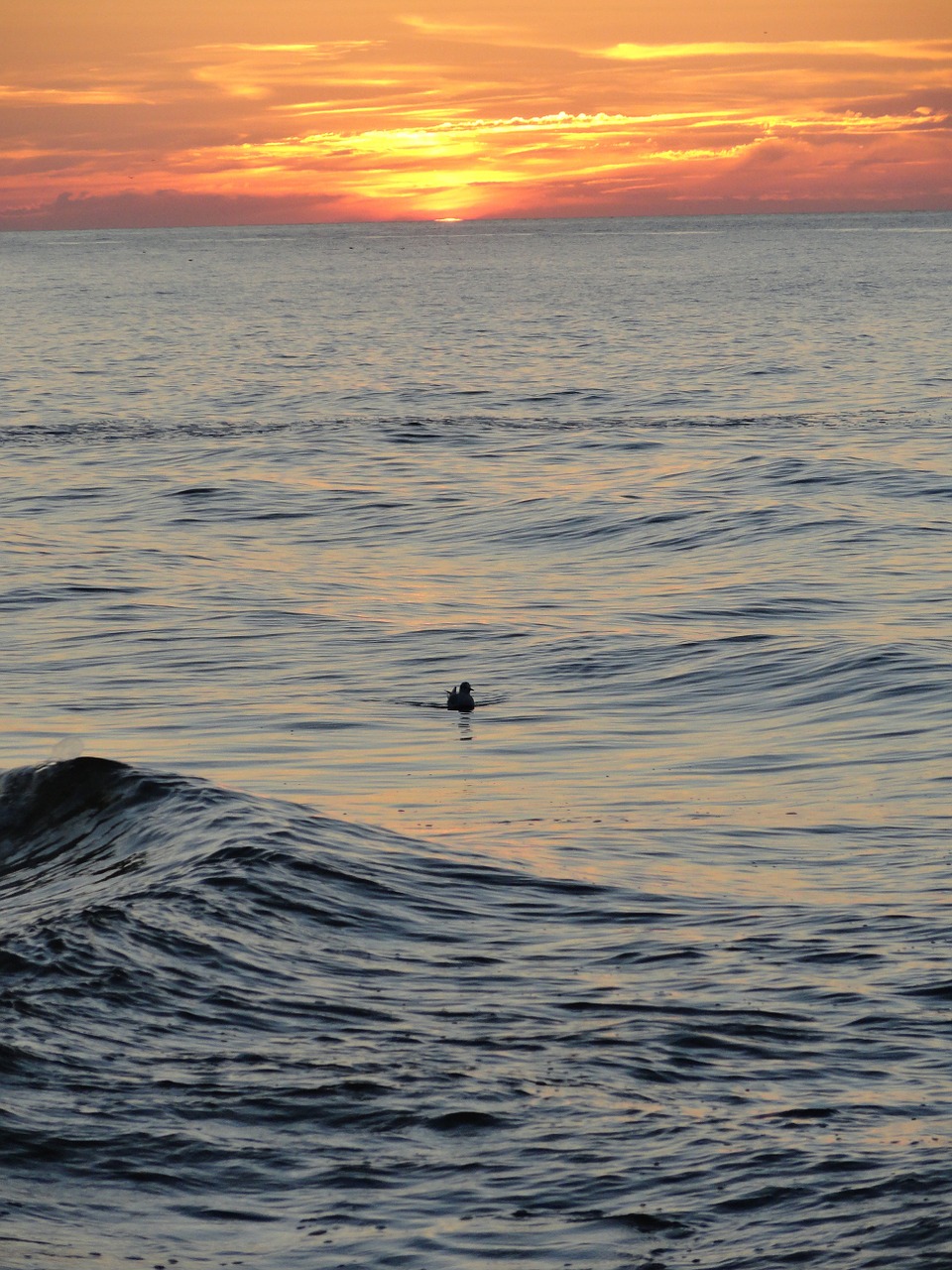 sea sunset duck free photo