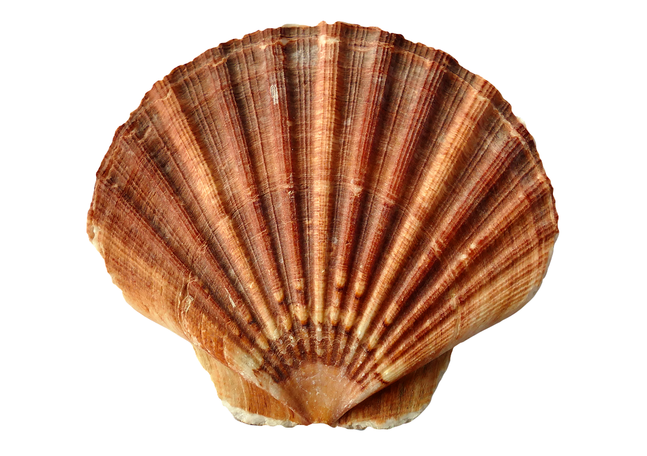 sea shell clam free photo