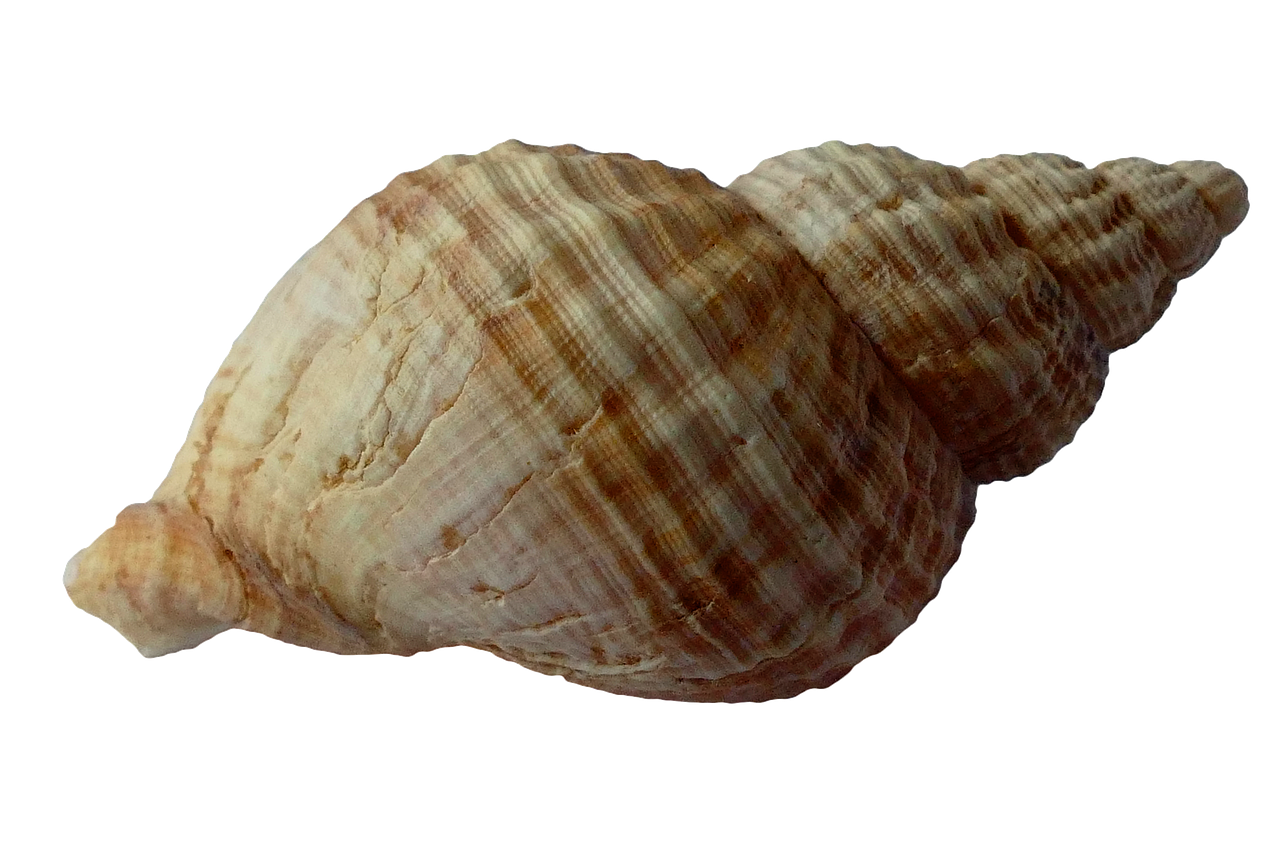 sea shell clam free photo