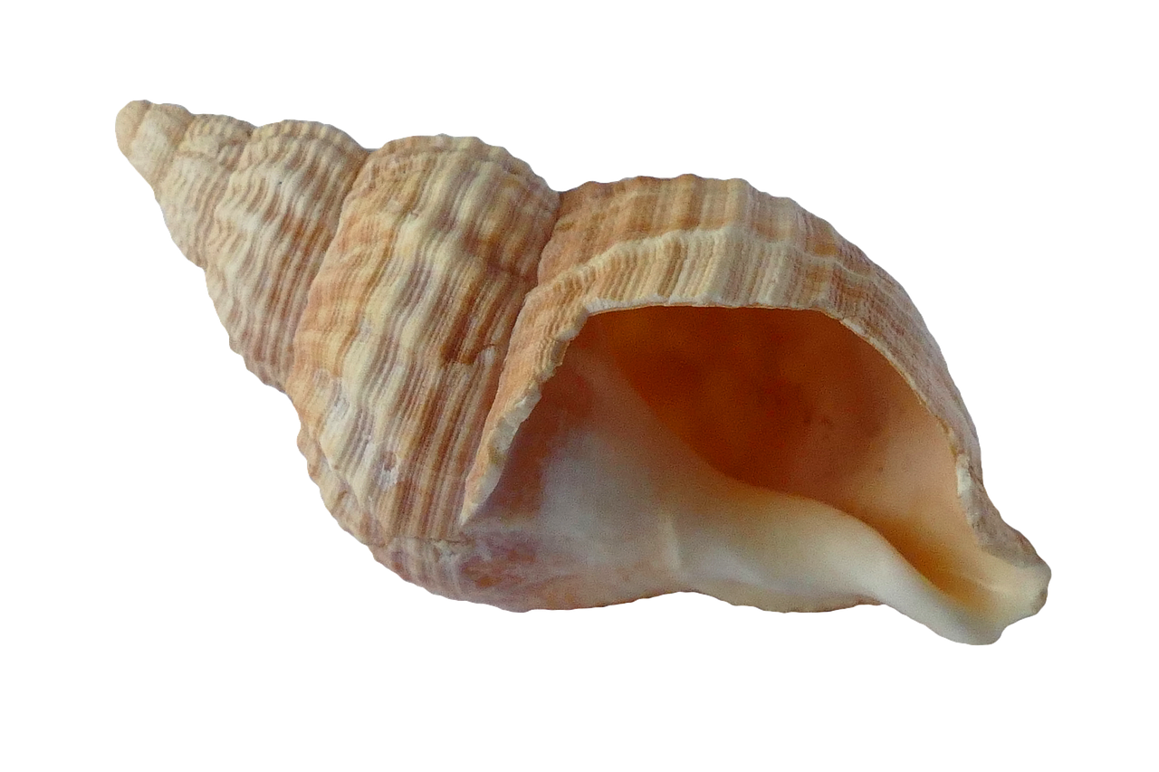 sea shell clam free photo