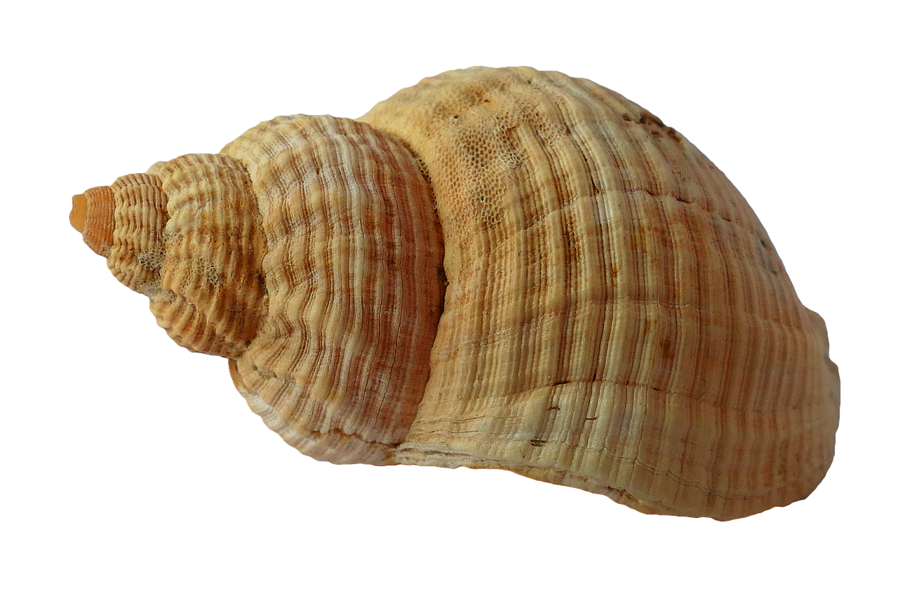 sea shell clam free photo
