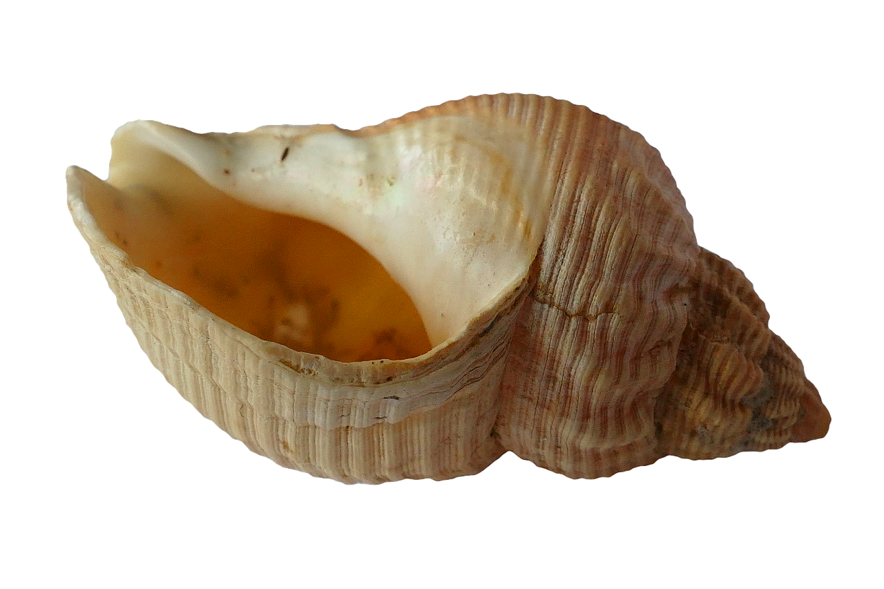 sea shell clam free photo