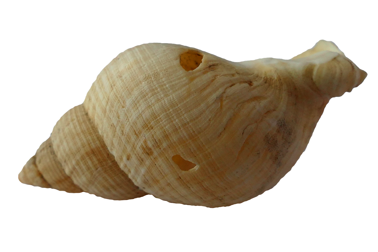 sea shell clam free photo