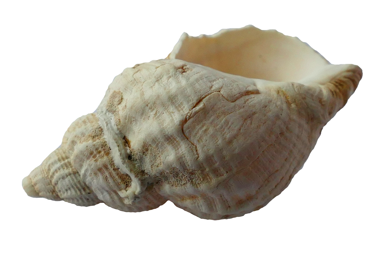 sea shell clam free photo