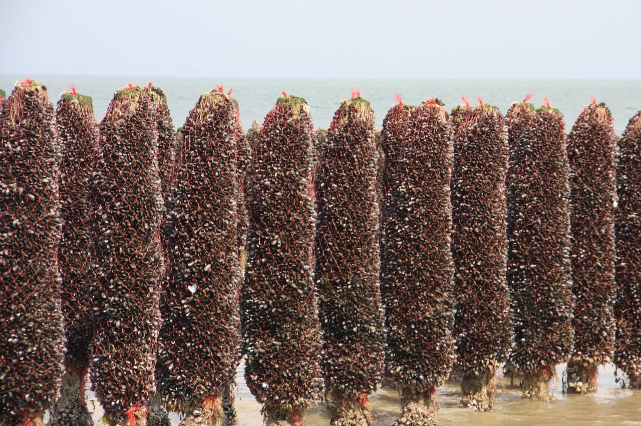 sea beach mussels free photo