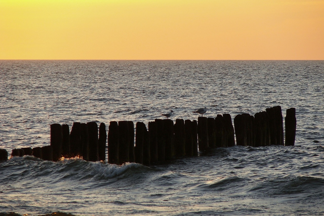 sea gulls breakwater free photo