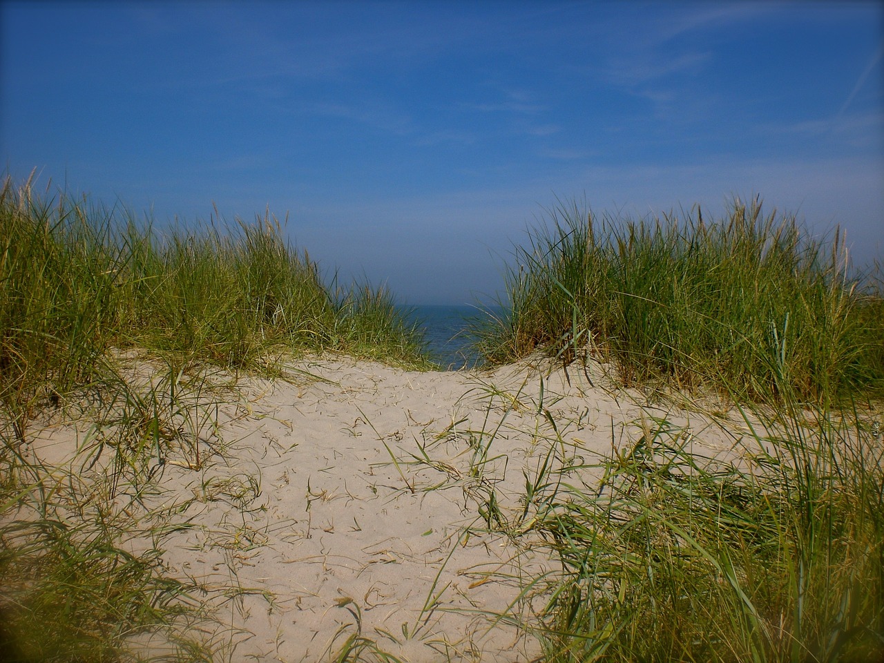 sea dunes dune grass free photo