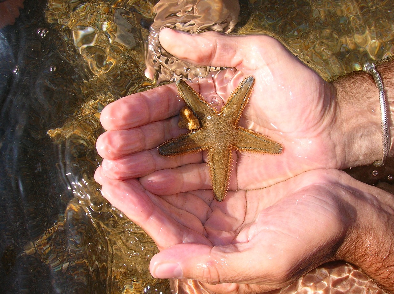 sea starfish water free photo