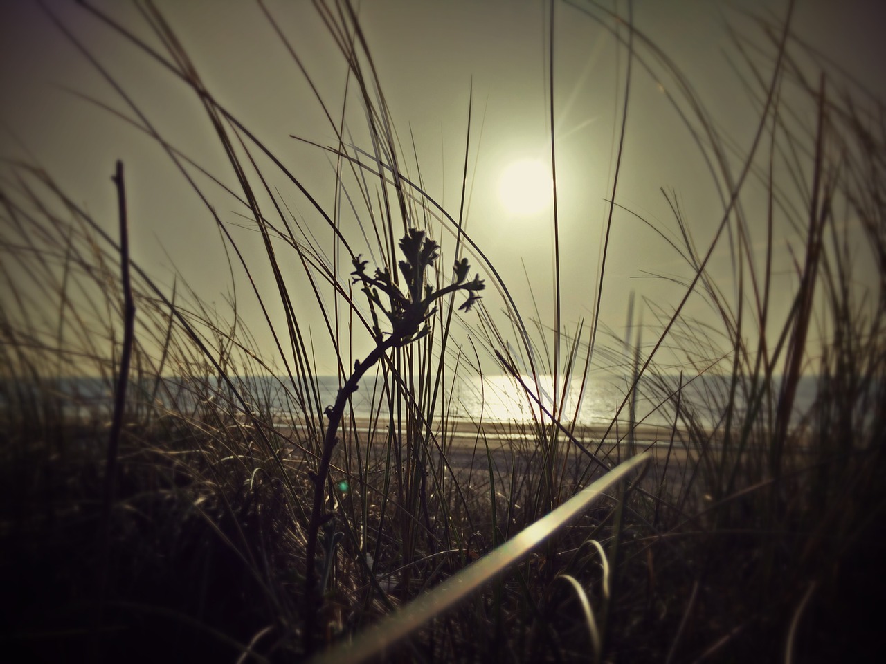 sea dune marram grass free photo