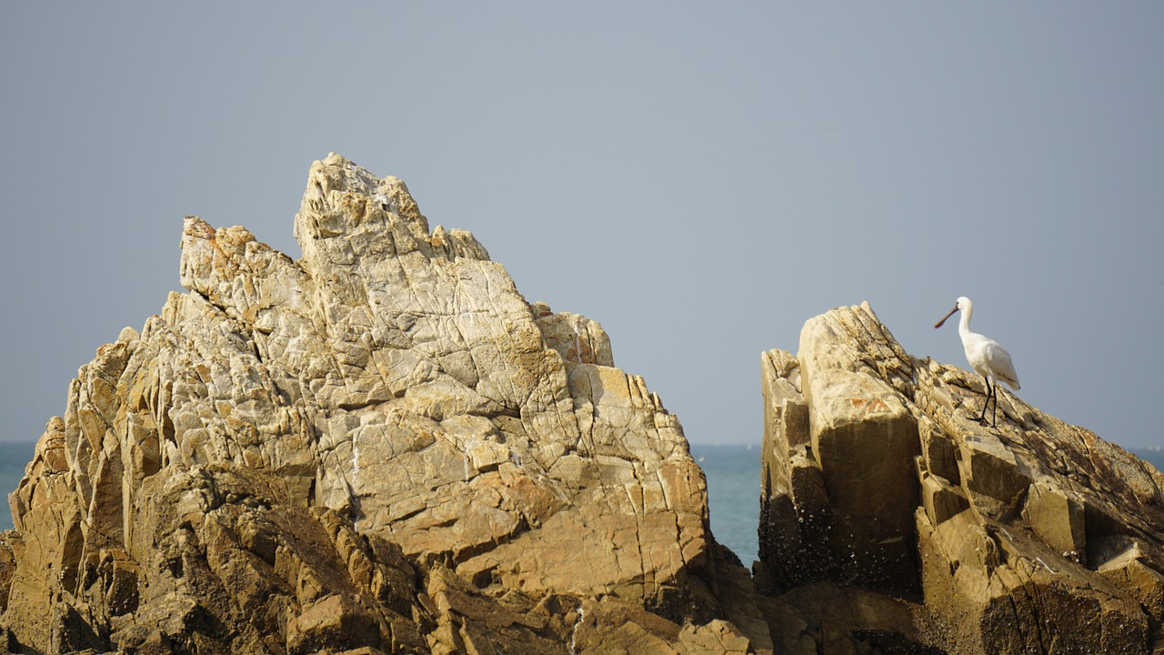 sea seagull alone free photo