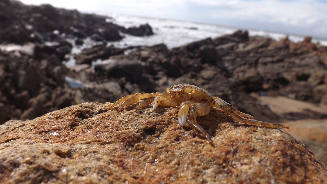 sea ocean crab free photo