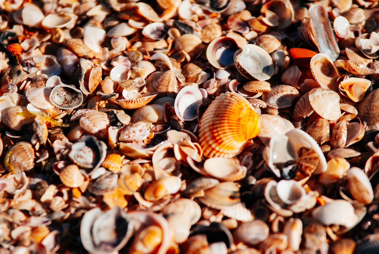 sea beach orange free photo