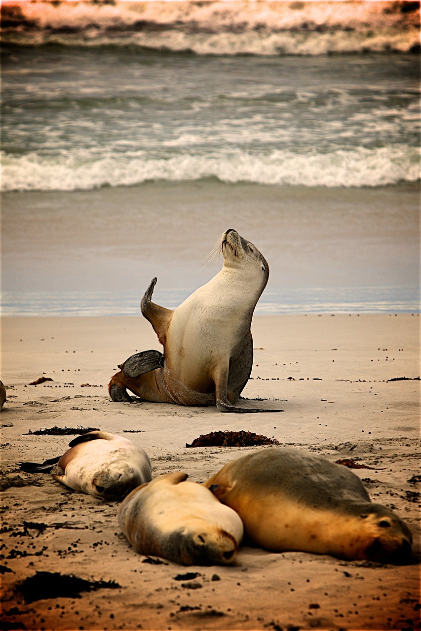 sea beach sand free photo