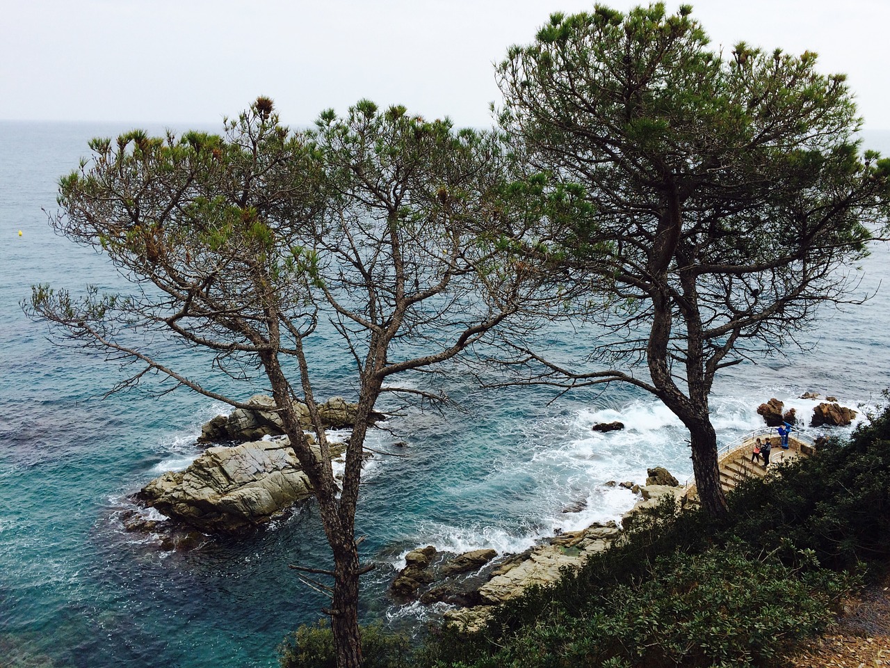 sea trees coast free photo