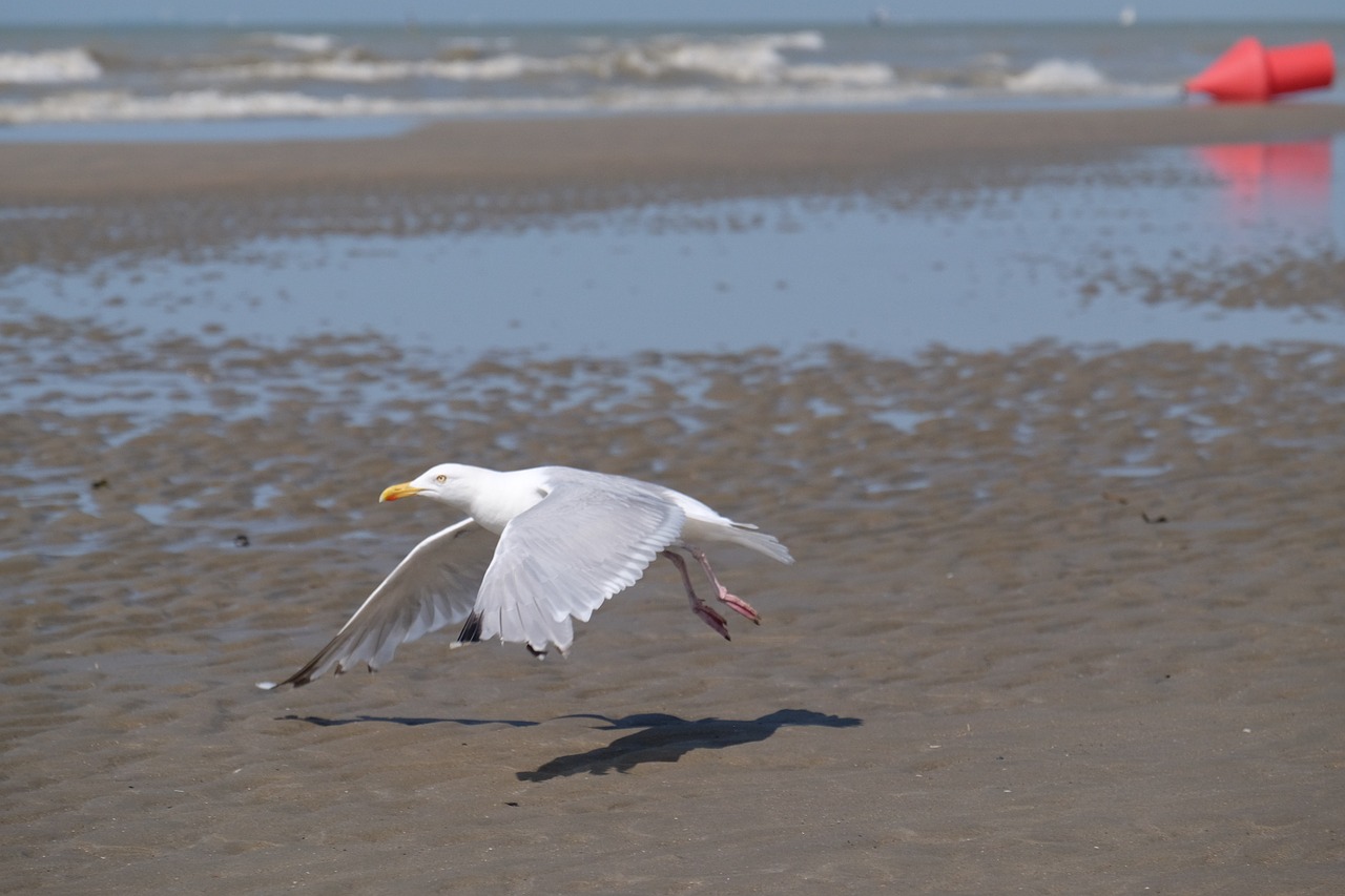 sea beach bird free photo