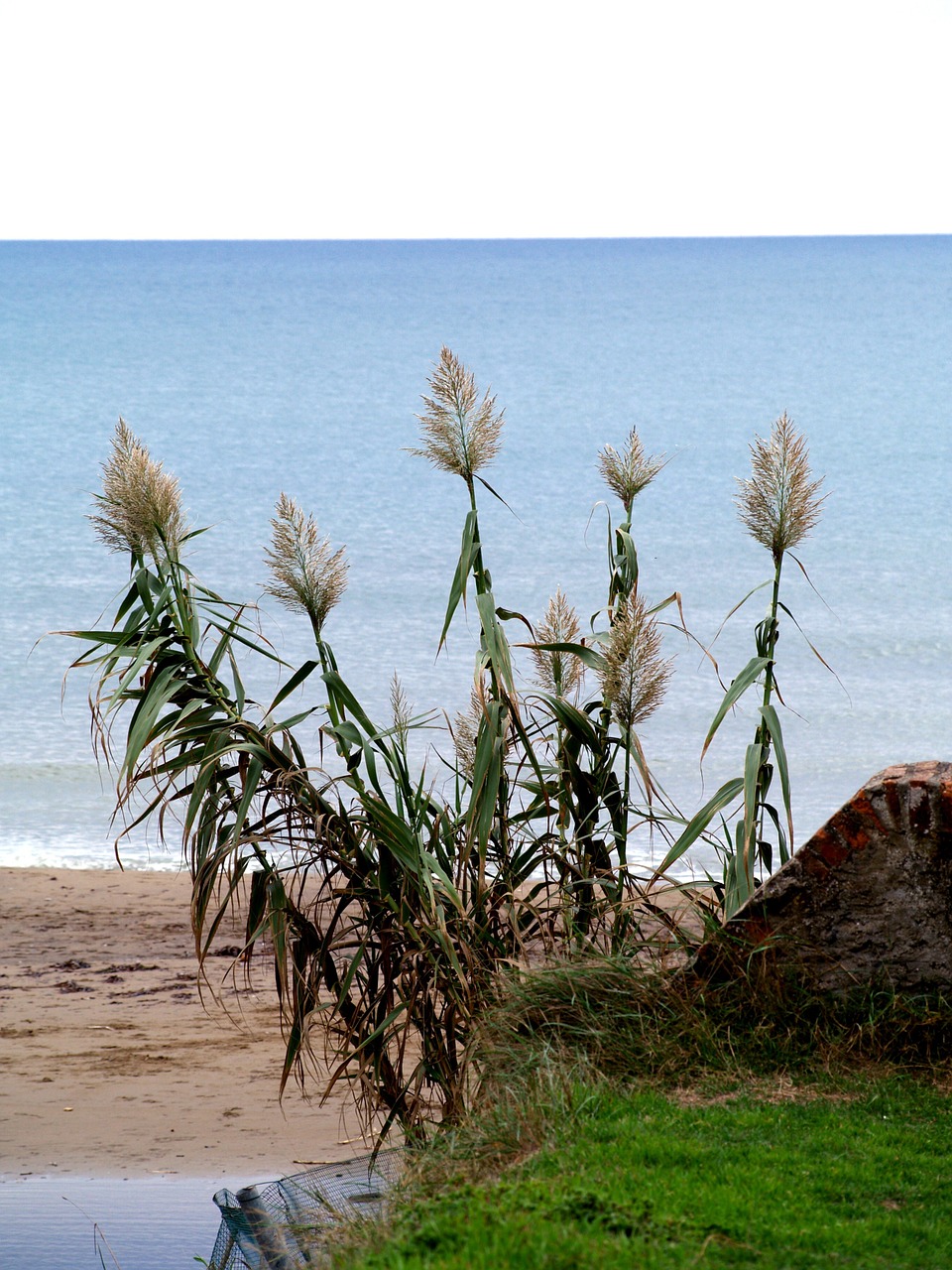 sea nature plant free photo