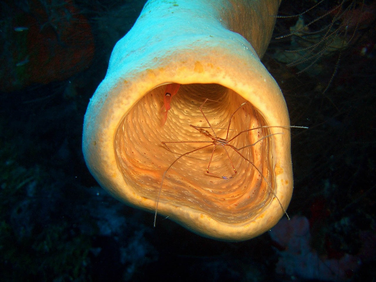 sea shrimp underwater free photo