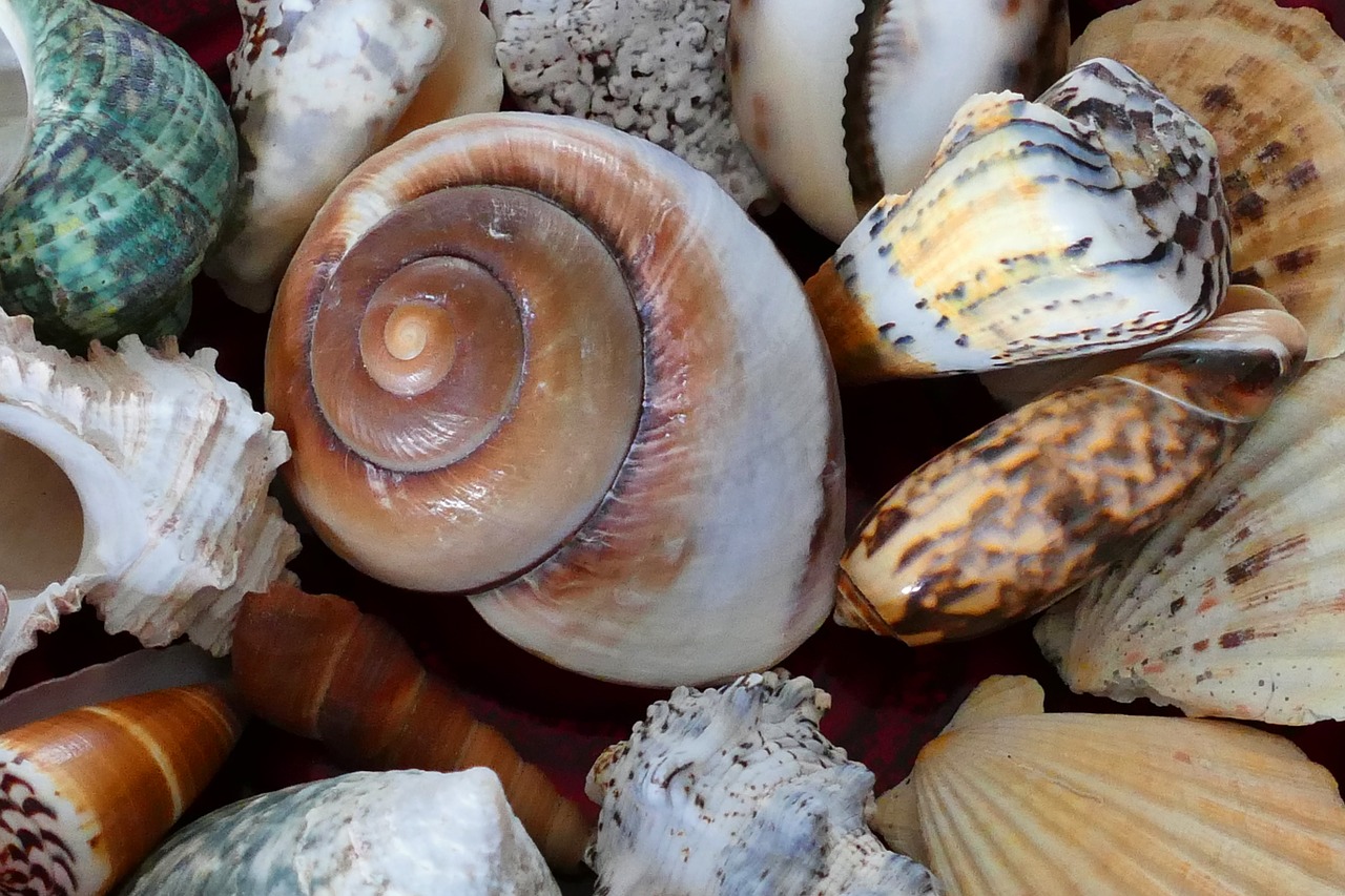 sea shell ocean free photo