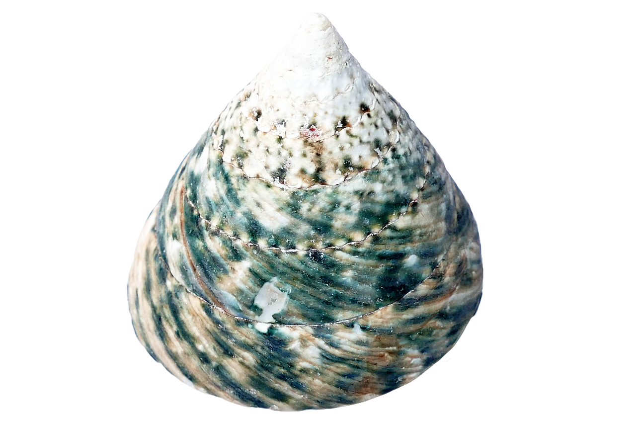 sea shell ocean free photo