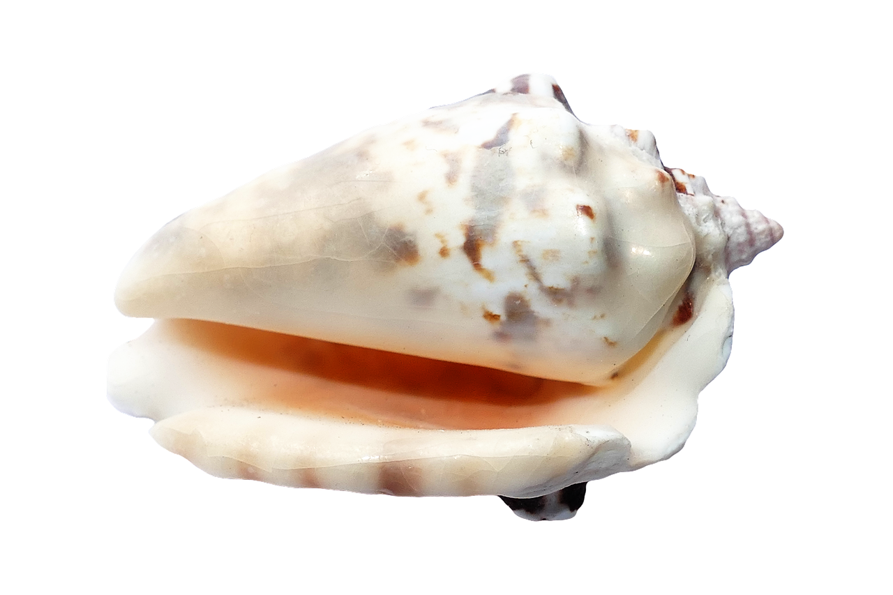 sea shells ocean free photo
