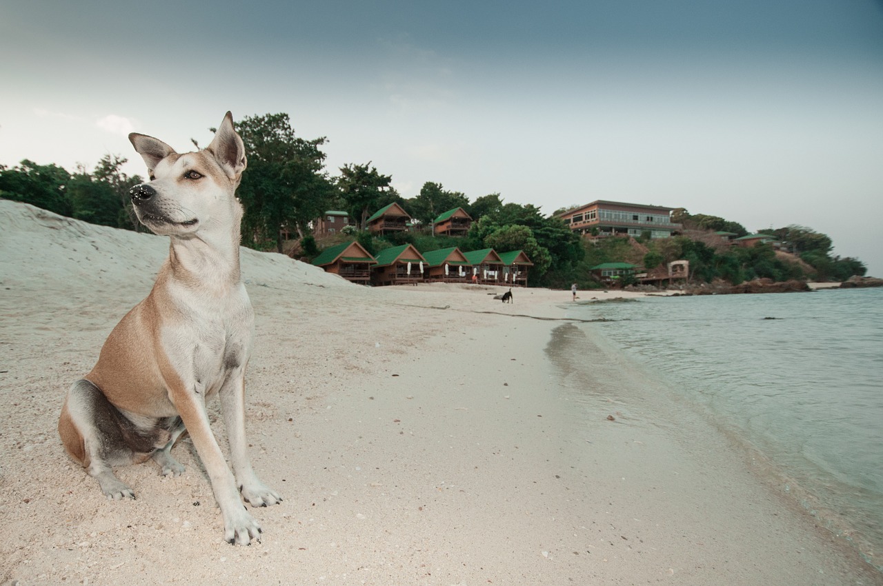 dog pet beach free photo