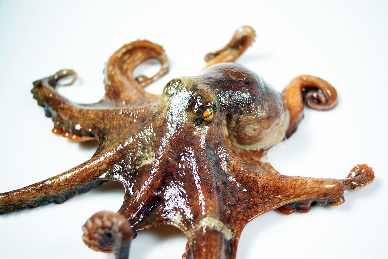 sea octopus health free photo