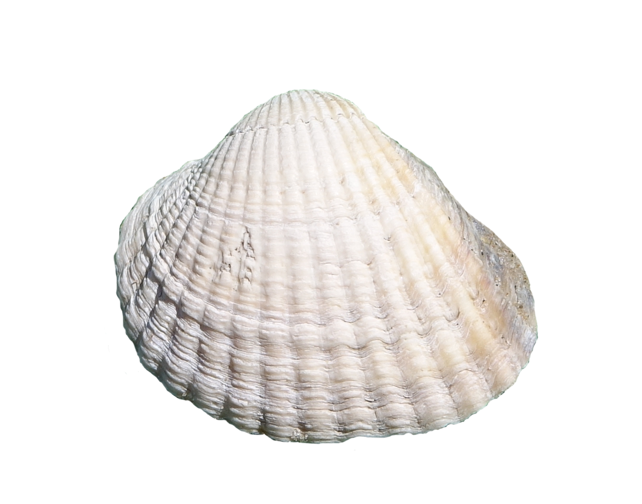 sea shell masked free photo